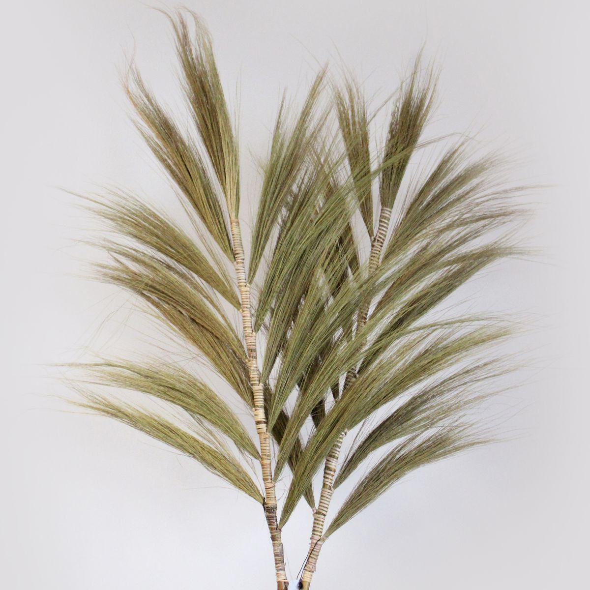 Palmeira Natural de Rayung - 2 m