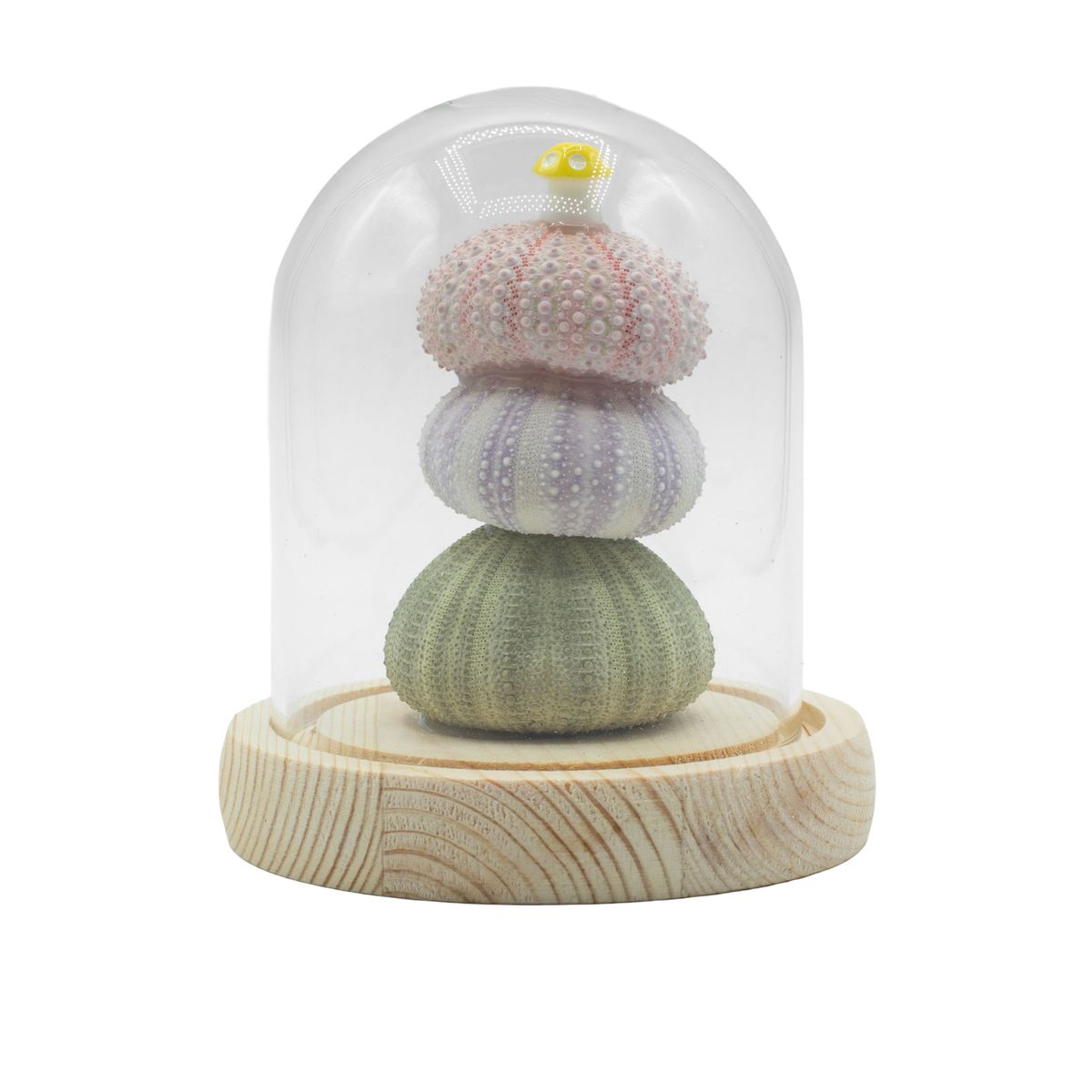 Cúpula de jardim Floral Glow - 3 ouriços-do-mar - LED USB