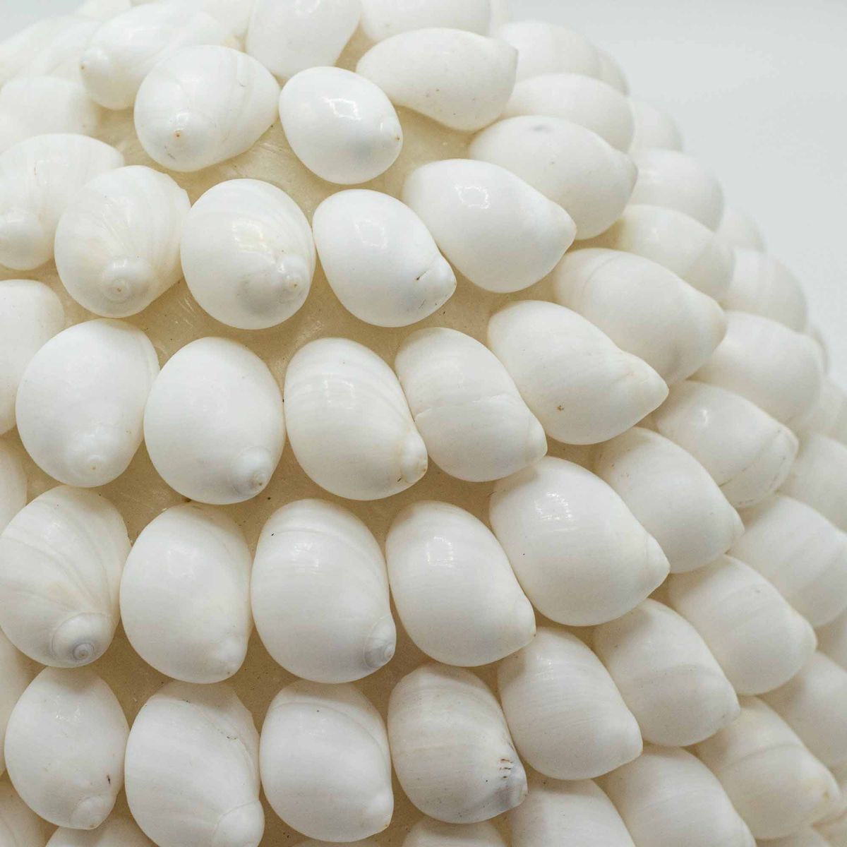 Candeeiros Boho Conchas do Mar
