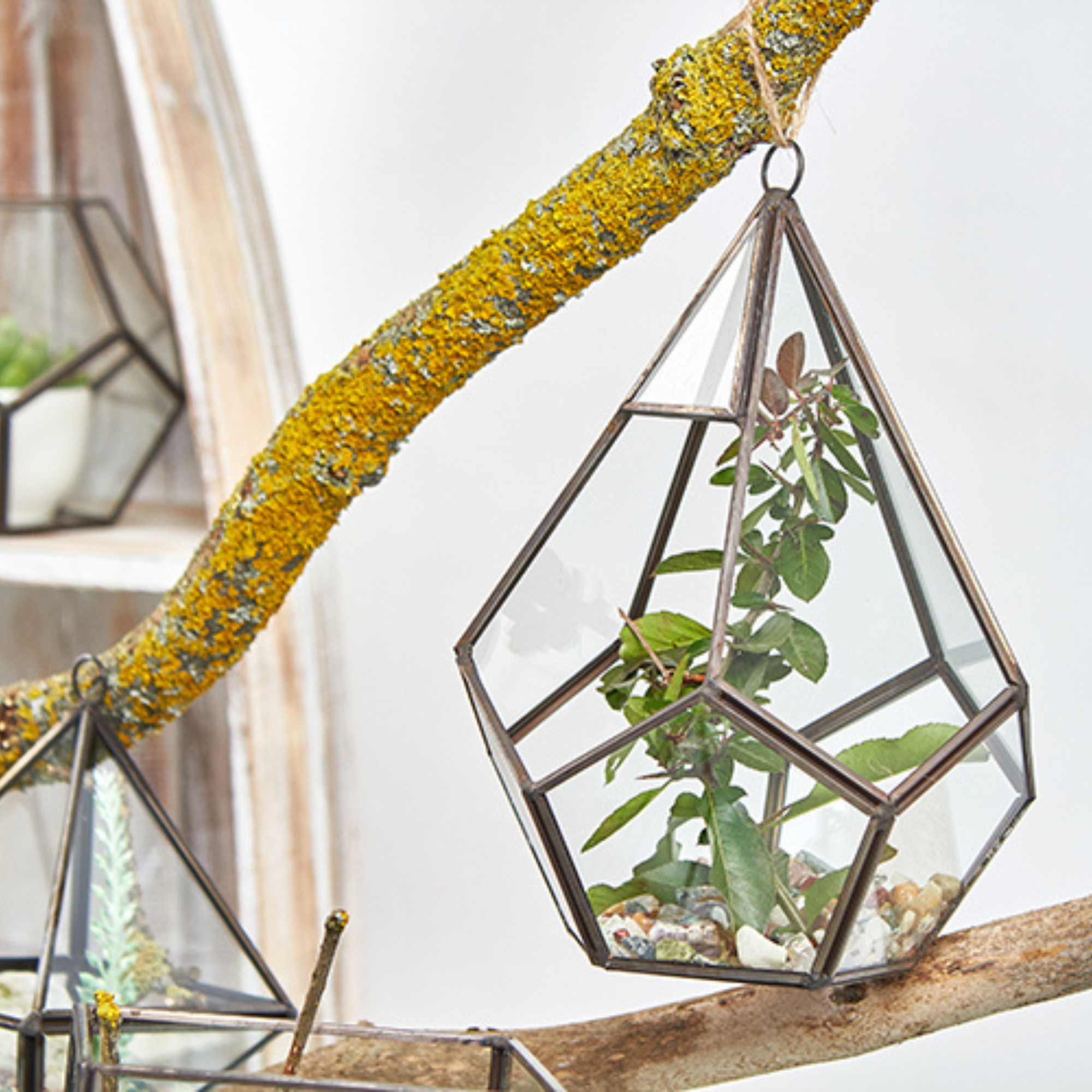 Terrarium en Verre