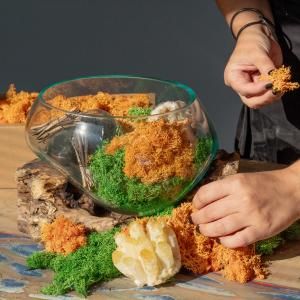 Quality Decorative Reindeer Moss - 635g Box