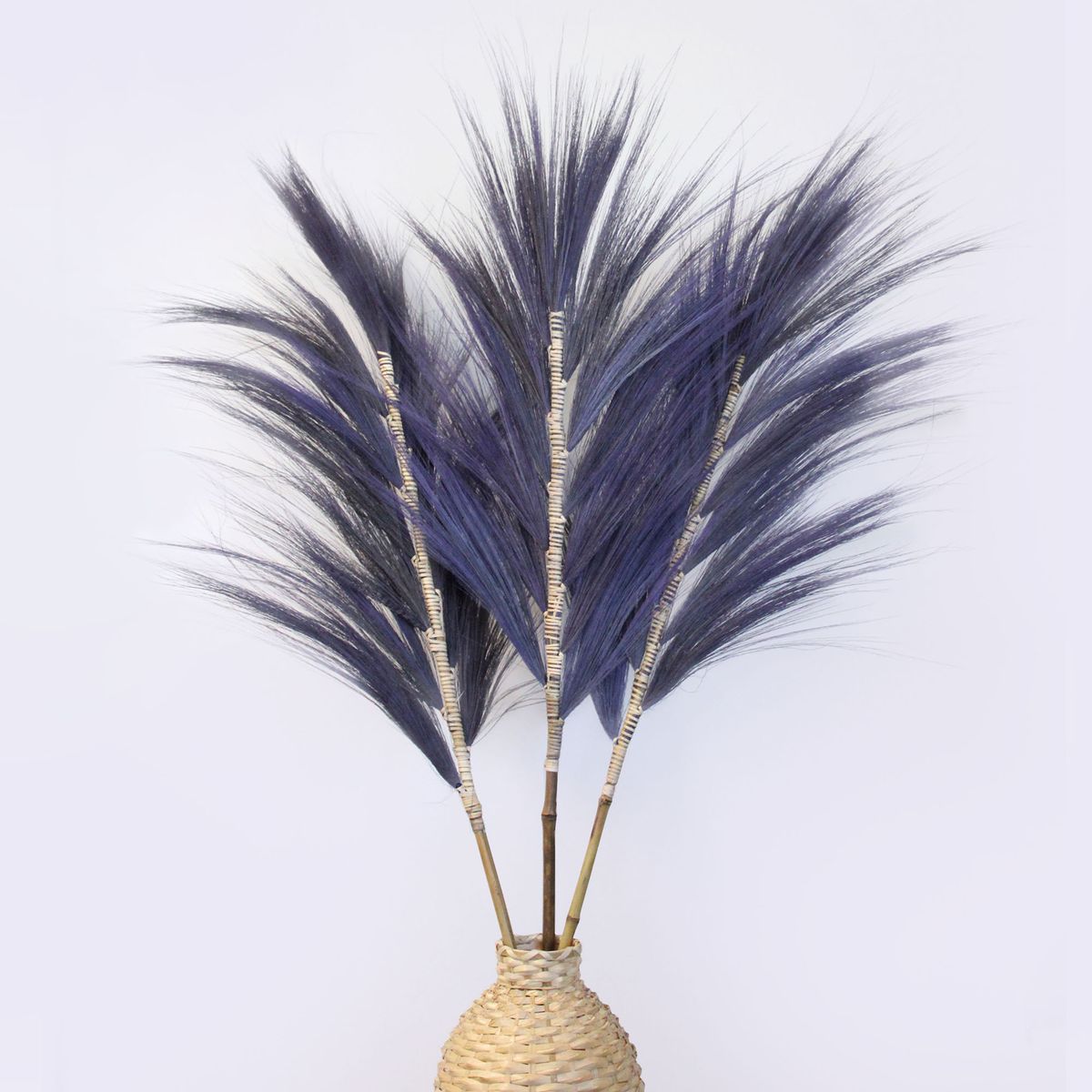 Palmeira Lavanda de Rayung - 1,6 m