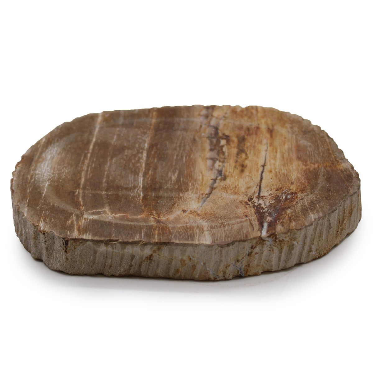 Saboneteira castanha em madeira petrificada