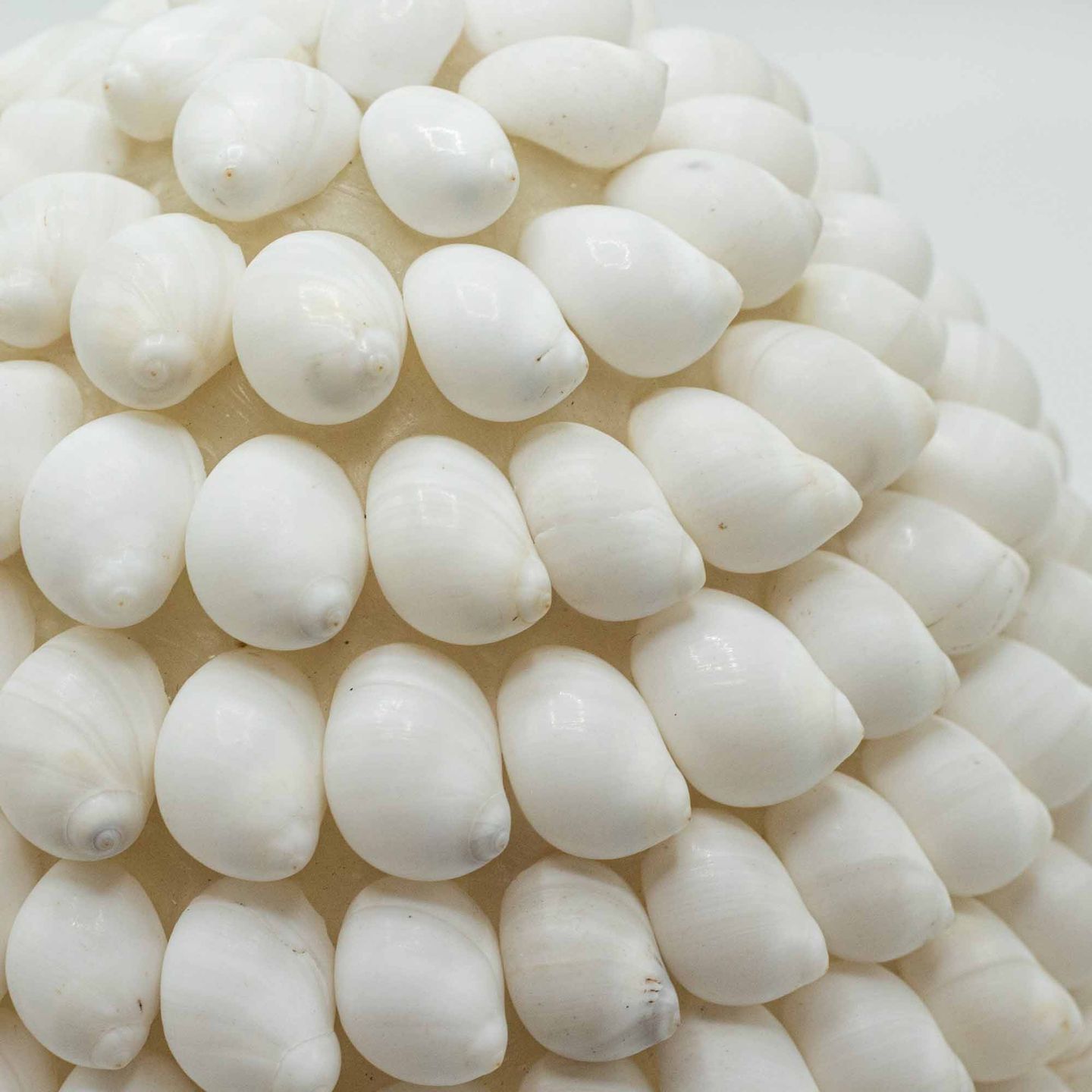 Boho Shell Lamp
