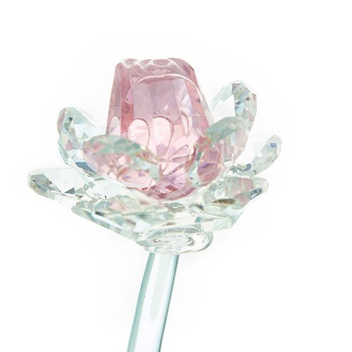 Rose - Rose