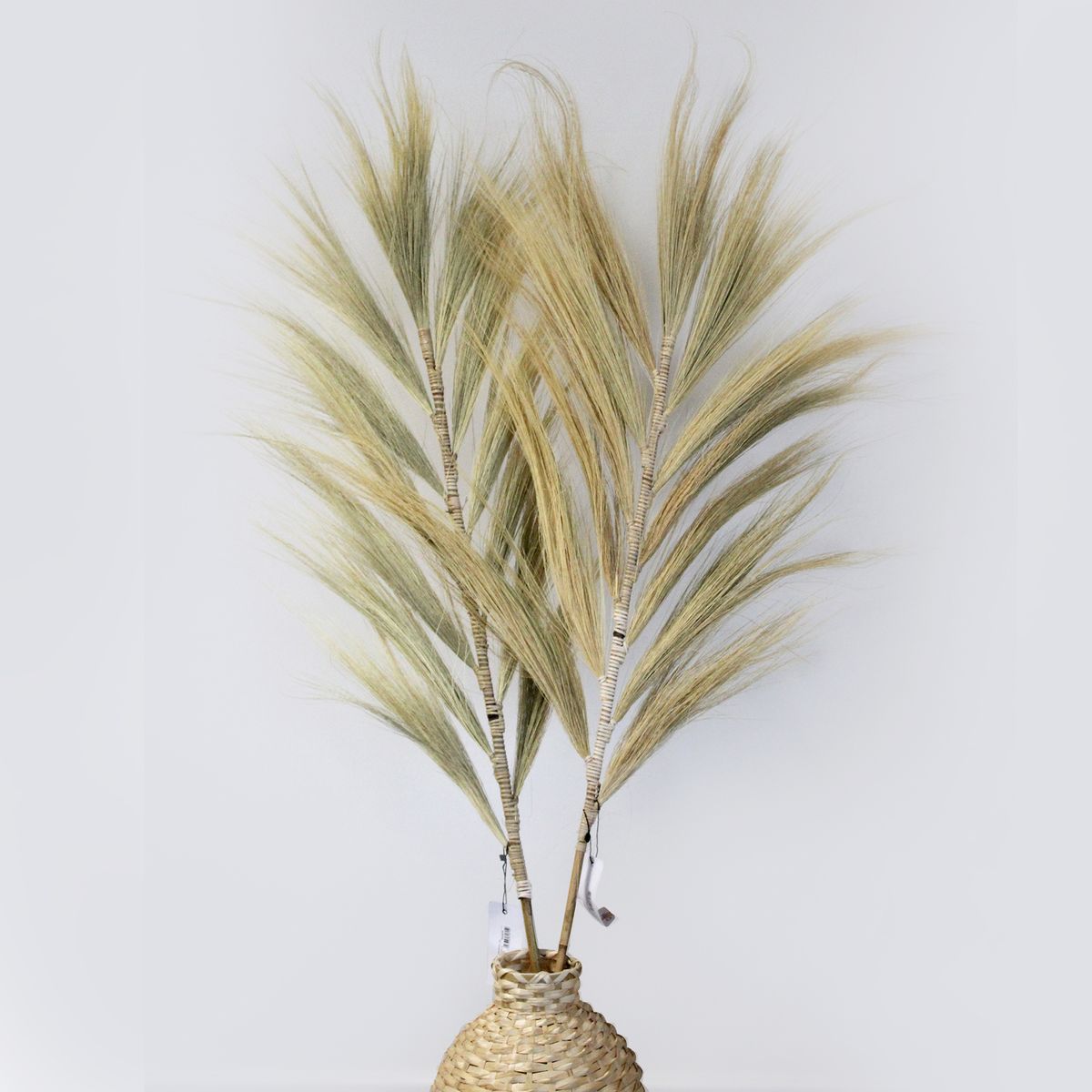 Palmeira Loira de Rayung - 1,6 m