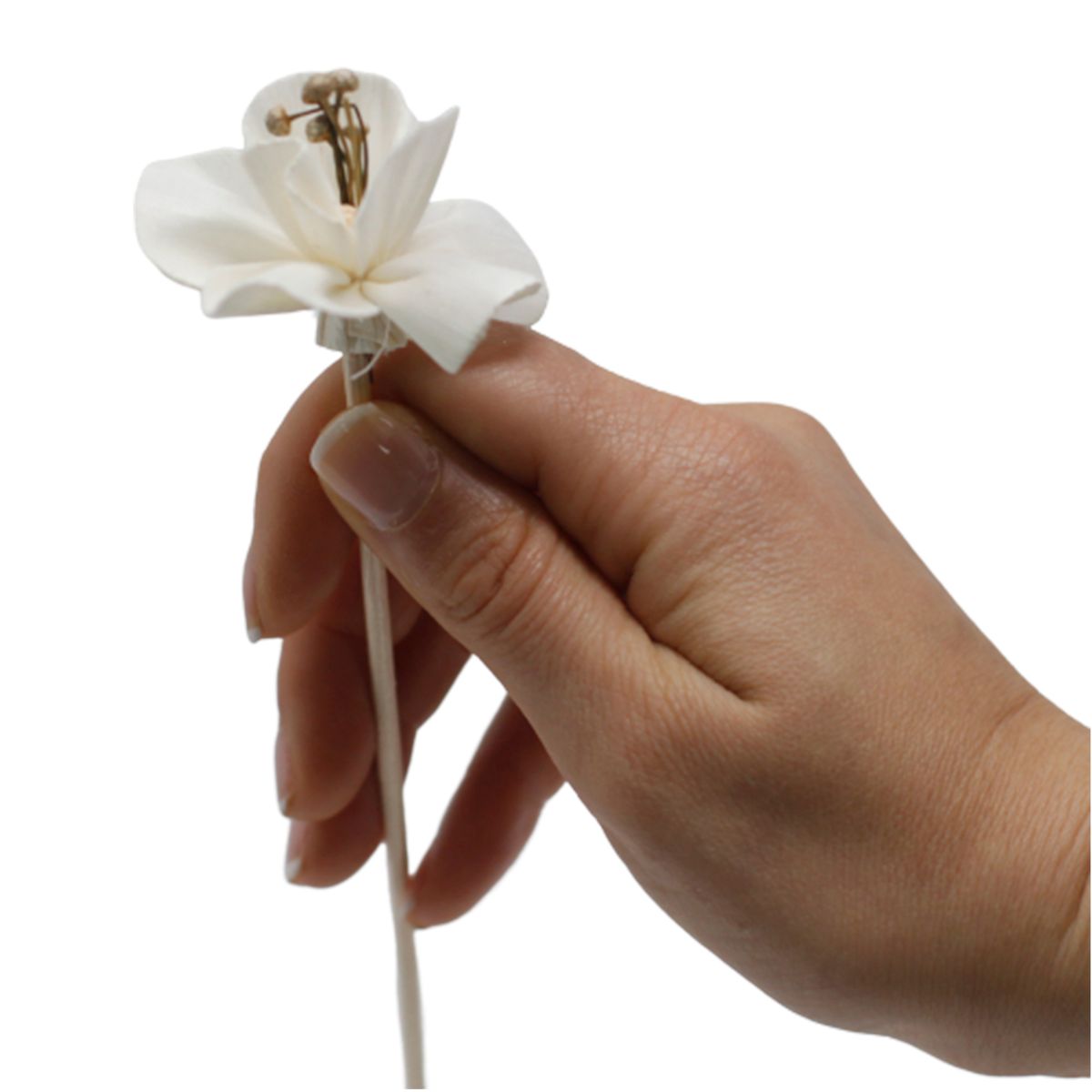 Difusor de Flores Naturais - Lírio em Cana