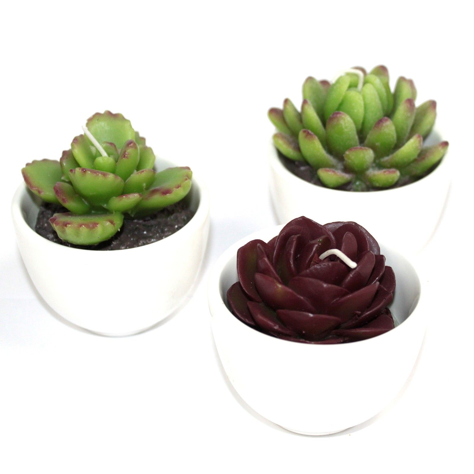 Big Pot Cactus Candles In Display Box (assorted)