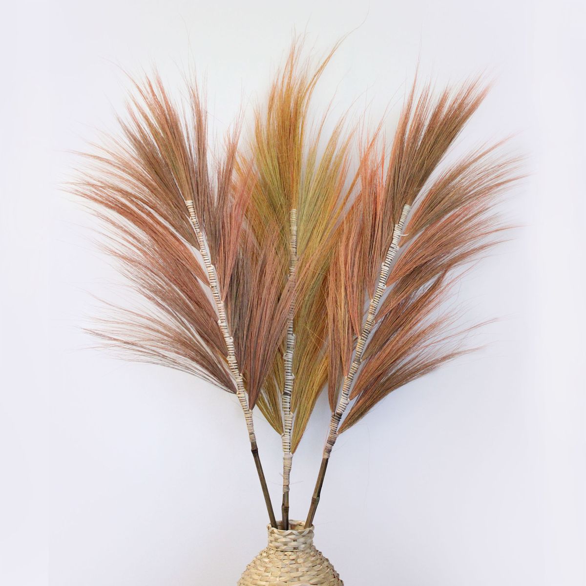 Palmeira Coral de Rayung - 1,6 m