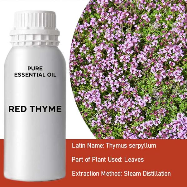 Red Thyme Essential Oil Essential Oil - Bulk - 0.5Kg