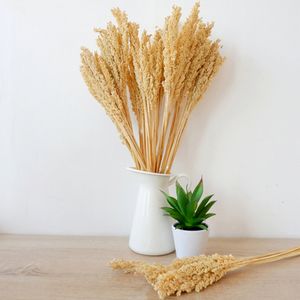 Cantal Grass Bunches