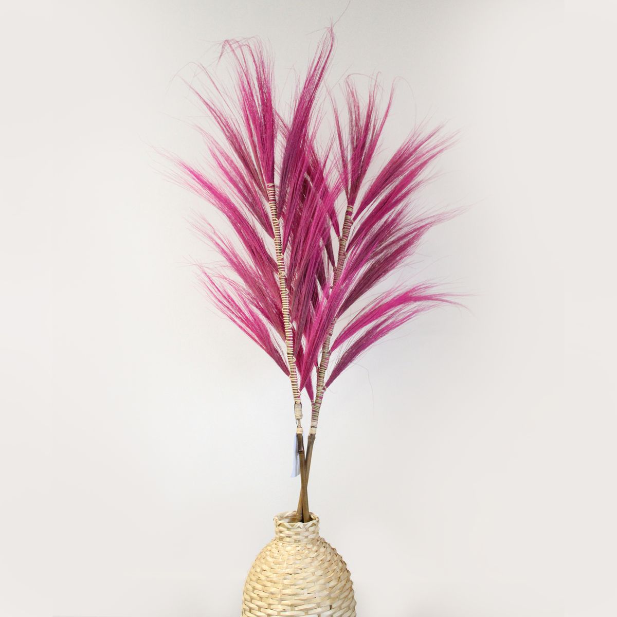 Palmeira Rosa de Rayung - 1,6 m