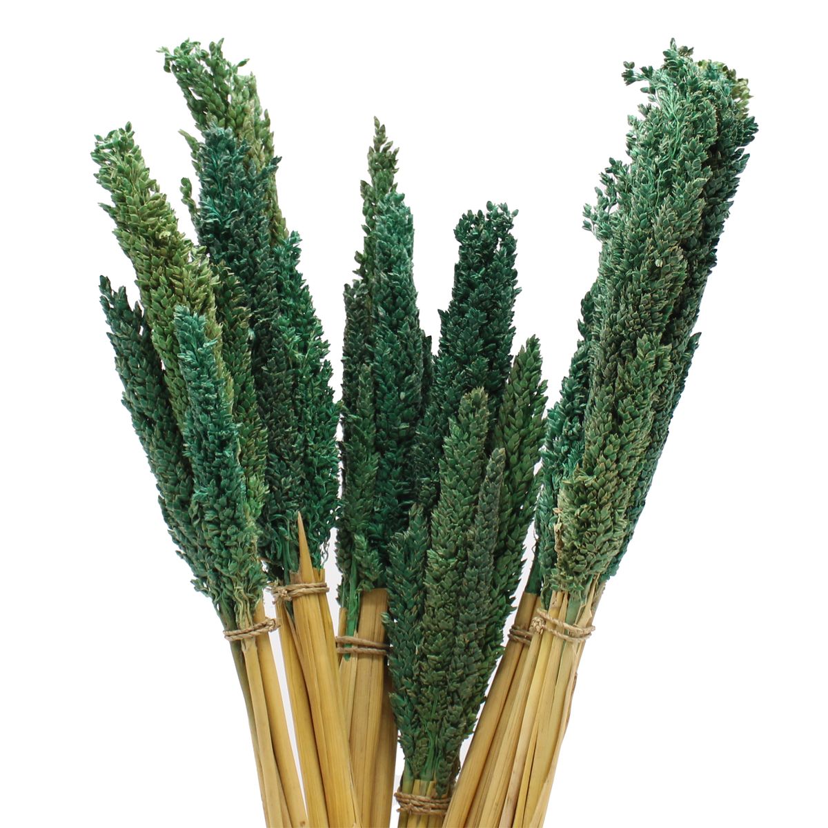 Molho de erva Cantal - Verde-azulado
