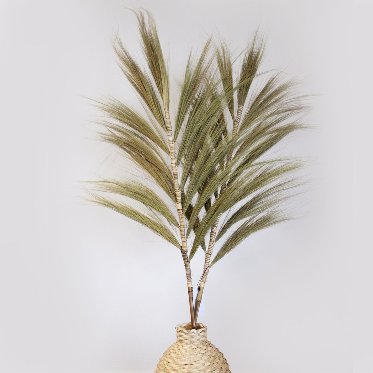 Palmeira natural de Rayung - 1,6 m